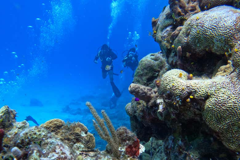 Buceando rodeado de peces en San Andrés