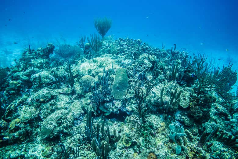 Veremos as criaturas marinhas