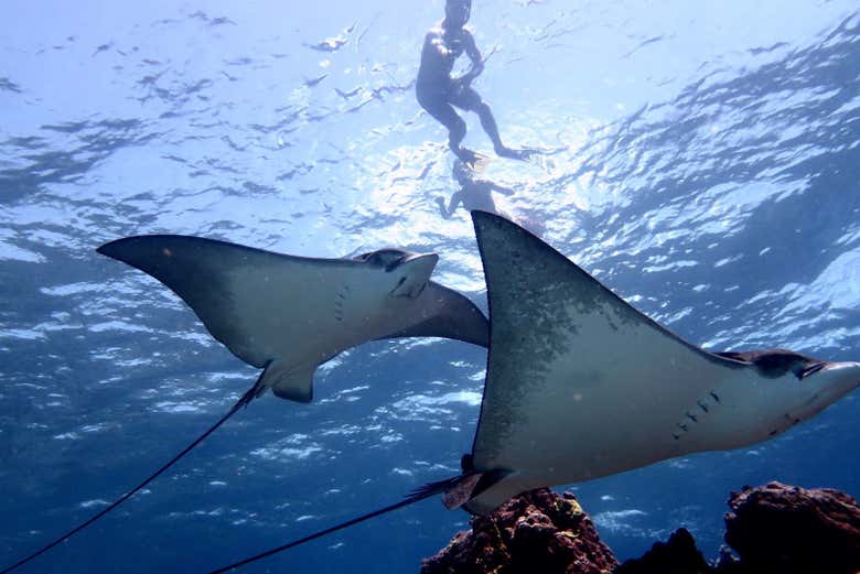 Manta rays in San Andrés