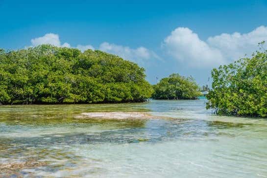 Exploring the mangroves