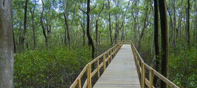 Tour de caiaque transparente pelos manguezais de San Andrés