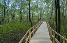 Tour de caiaque transparente pelos manguezais de San Andrés