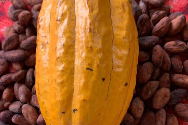 Conociendo el proceso de transformación del cacao