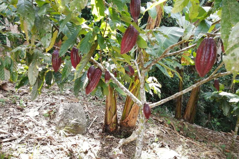 Explorando la finca de cacao