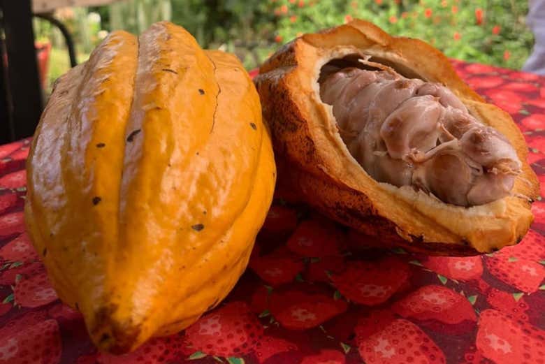 Cacao recién recogido del árbol