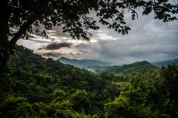 Minca Bird Watching Tour