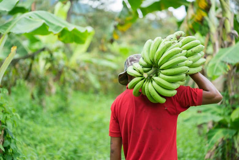 Fruit picking in Zona Bananera