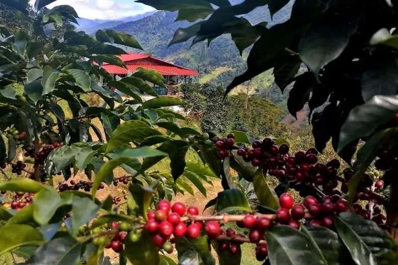 Uma fazenda de café