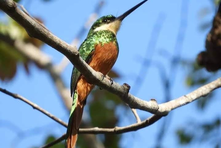 Un colibrí 
