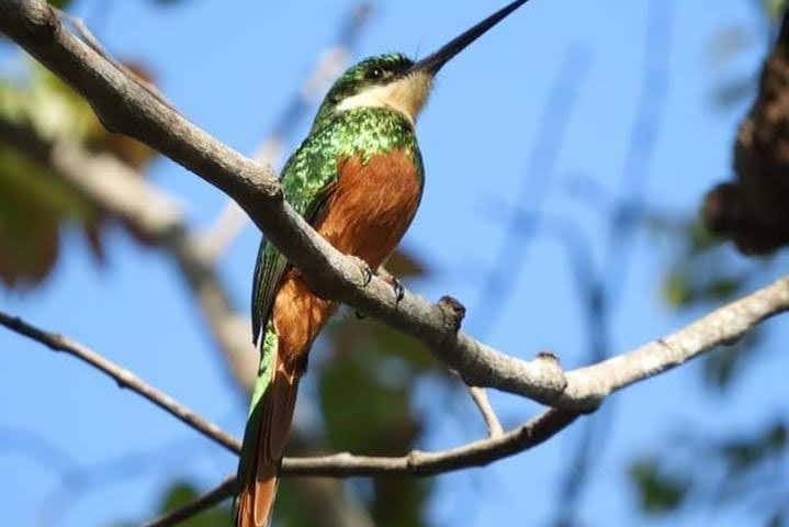 Hummingbird