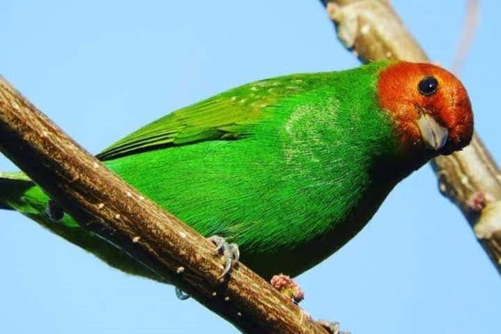 Learning about the regional birds
