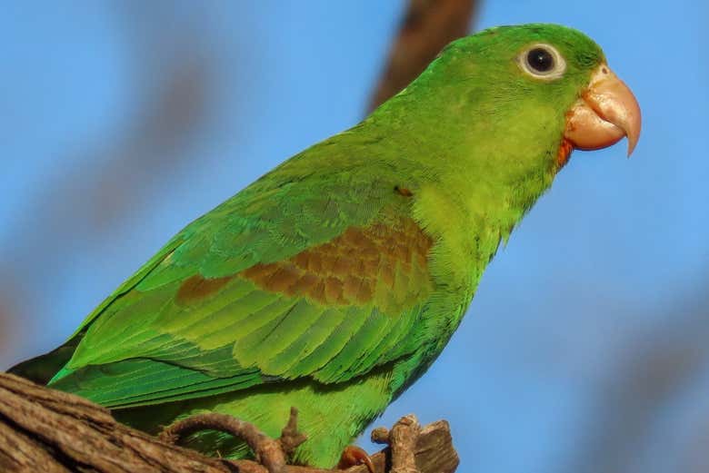Un ejemplar de loro