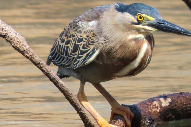 Una garza en el río
