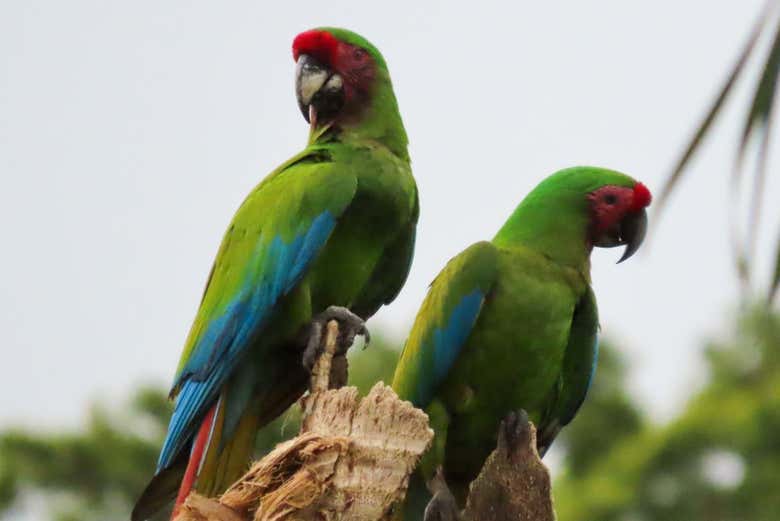 Dos guacamayos verdes