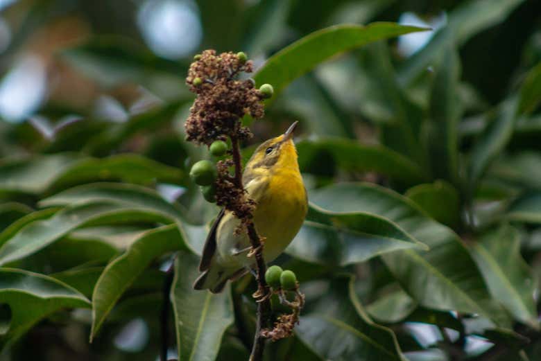White-lored warbler
