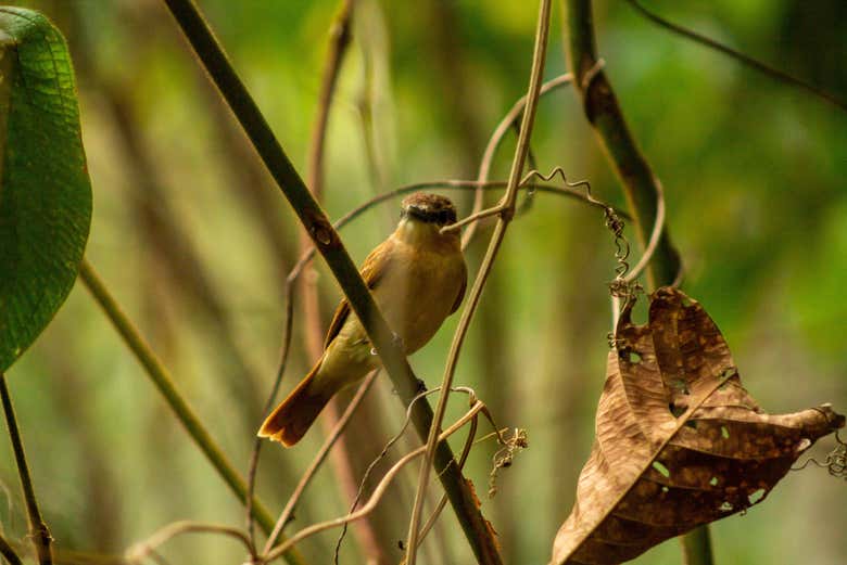 Santa Marta flycatcher