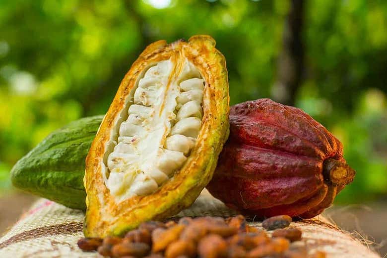 Cacao fruit