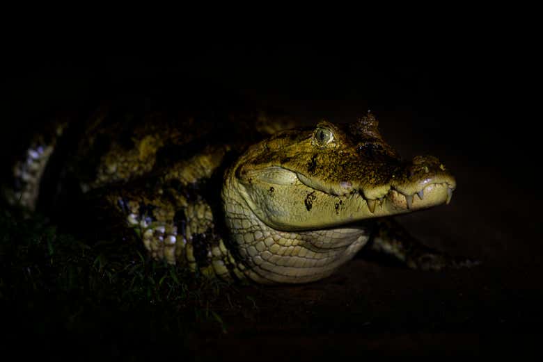 Veremos caimanes en su hábitat natural