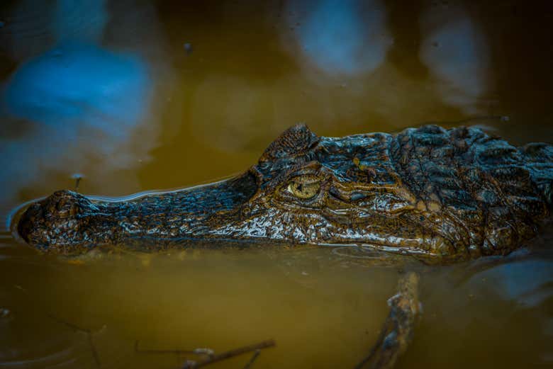 ¡Será una gran experiencia!