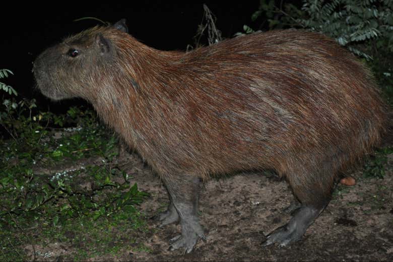Avistaremos algún capibara
