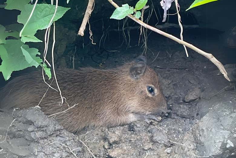 Una cría de capibara