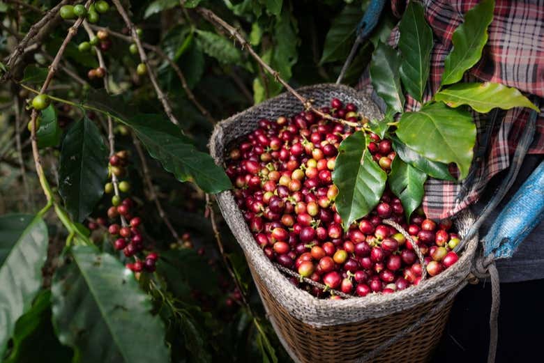 Descobrindo o processo do café na Sierra Nevada