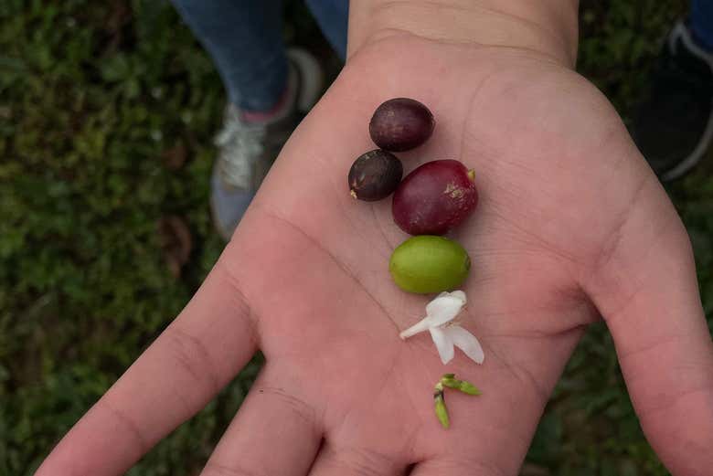 As diferentes fases do grão de café