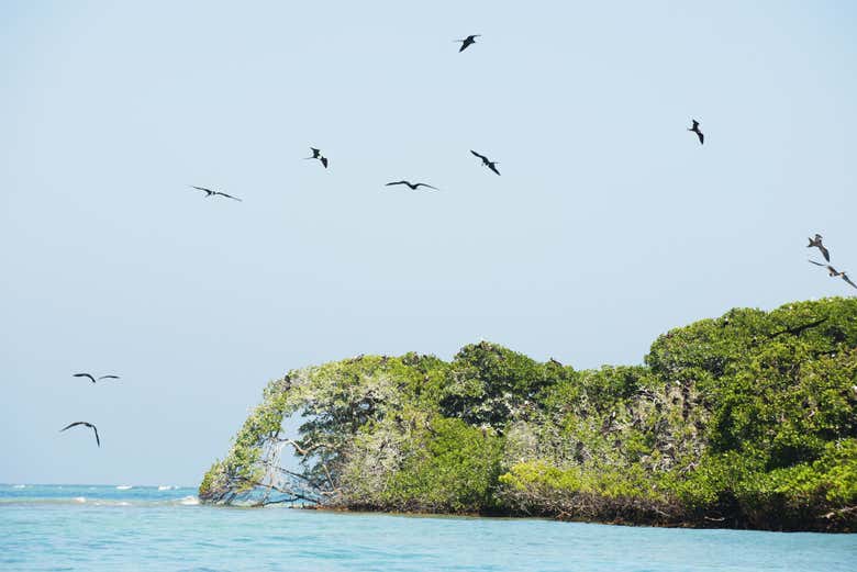 Descobrindo a fauna do arquipélago