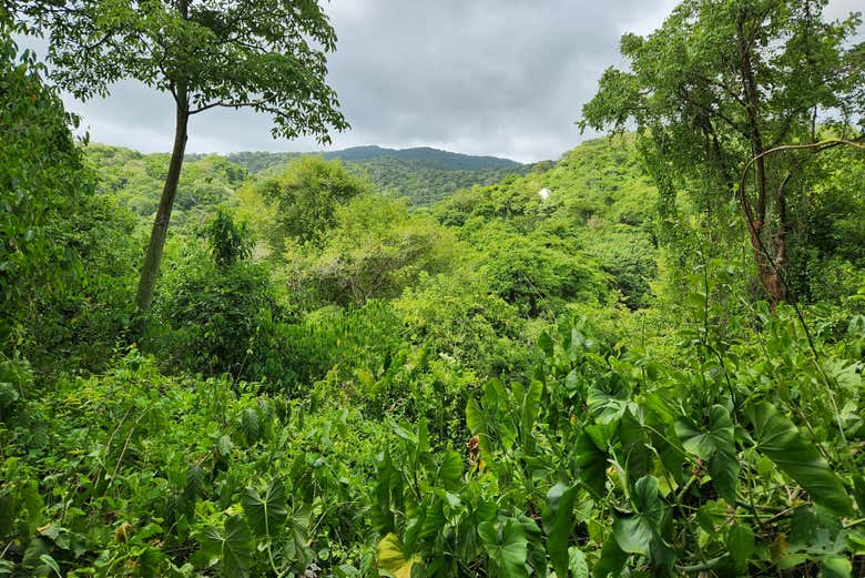Detalle de la frondosidad de la selva de Tayrona