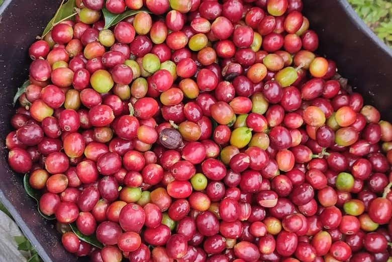 Muitos grãos de café!