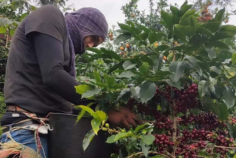 Coletando grãos de café