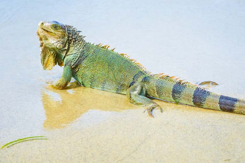 Un iguane à Tayrona