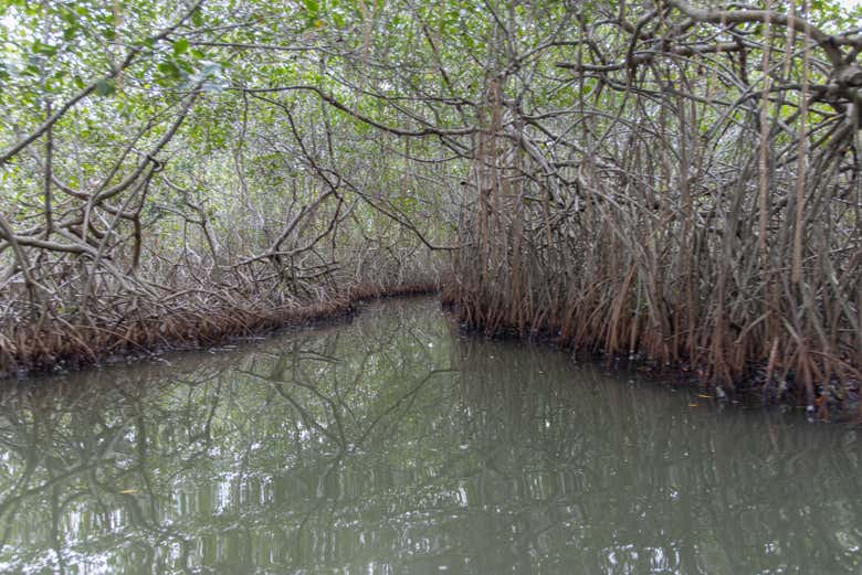 Le mangrovie di Ciénaga