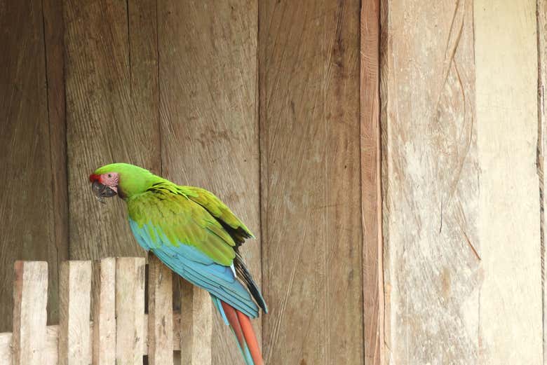 Observing a parrot up close