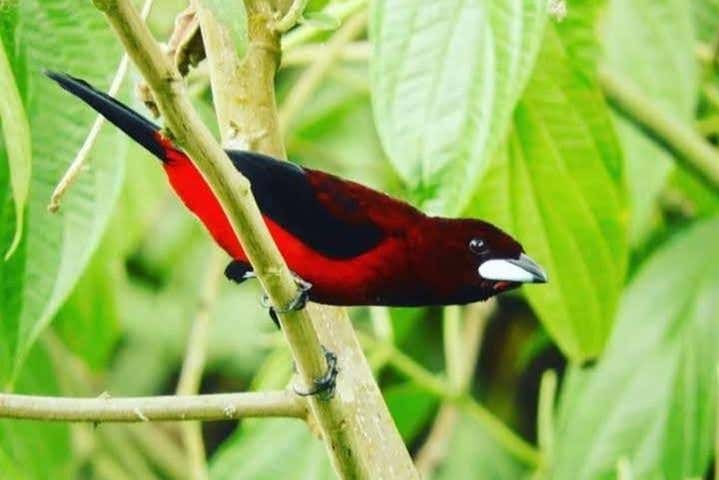 Bird watching in Minca