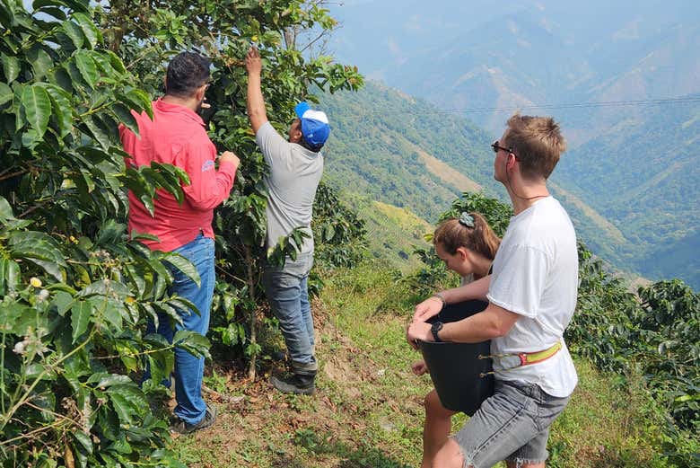 Aprendendo como os grãos de café são coletados