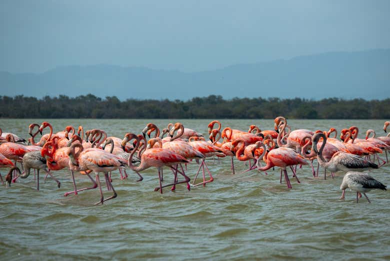 Exploring Los Flamencos Natural Park