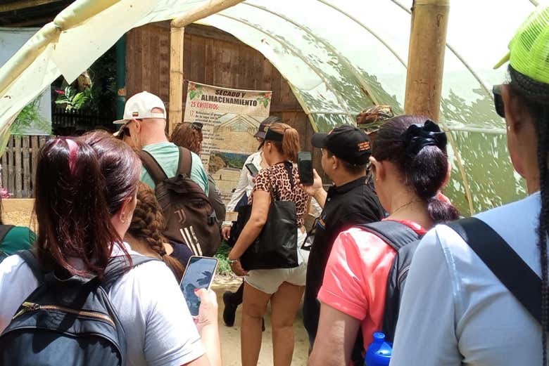 Visitando a plantação