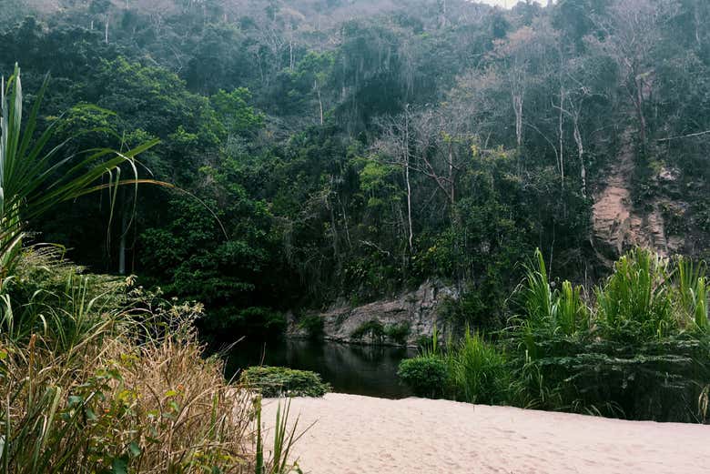Vous explorerez un environnement à la végétation luxuriante