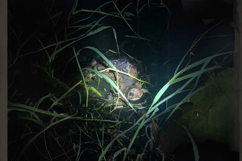 Un caimán escondido en el agua
