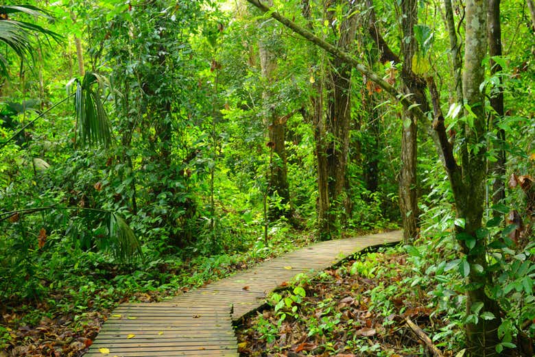 Exuberante vegetación en el Parque Tayrona