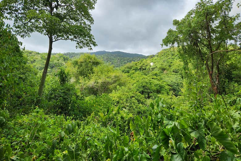 Vegetación de Santa Marta