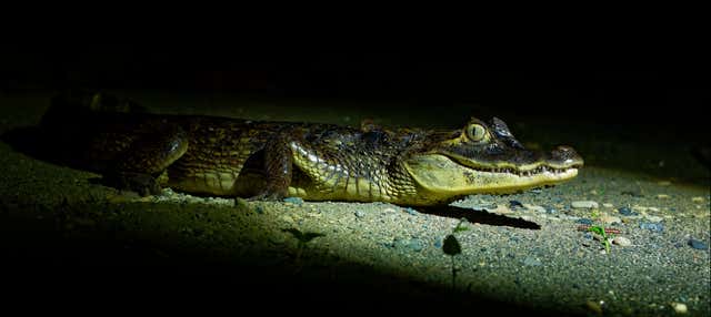 Safari por el río Don Diego