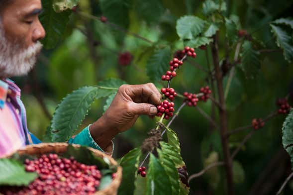 Santa Marta District Coffee Tour