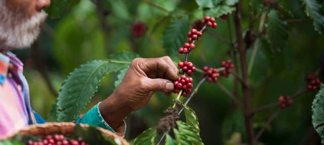 Tour del café por la región de Santa Marta