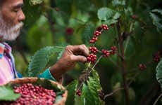 Santa Marta District Coffee Tour