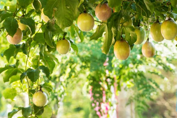 El Saltillo Waterfall Hike + Passion Fruit Farm Visit