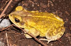 Avistamiento de anfibios y reptiles en Santa Rosa de Cabal