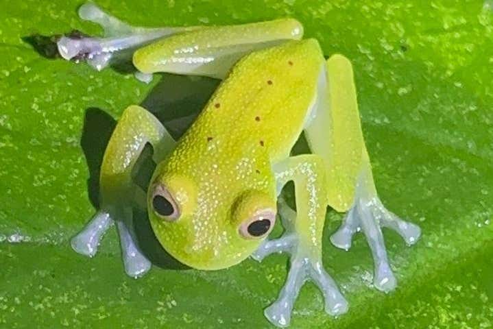 Um dos espécimes de anfíbios que avistaremos