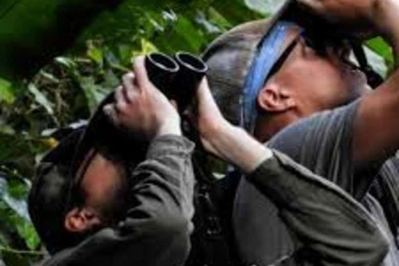 Tentando avistar os animais